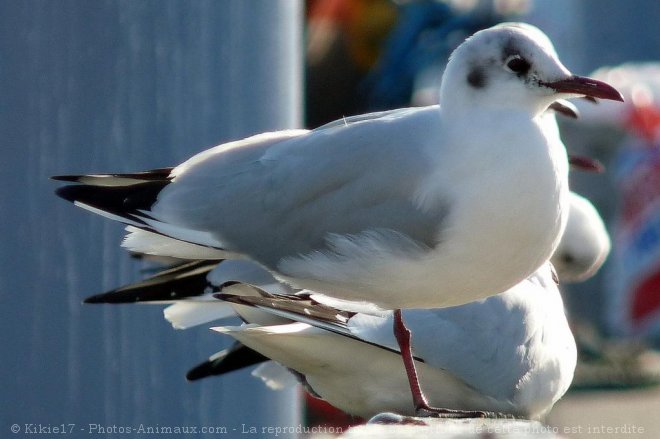 Photo de Mouette