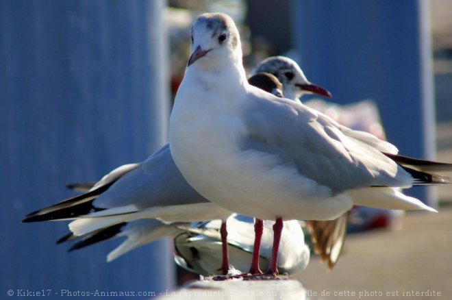 Photo de Mouette