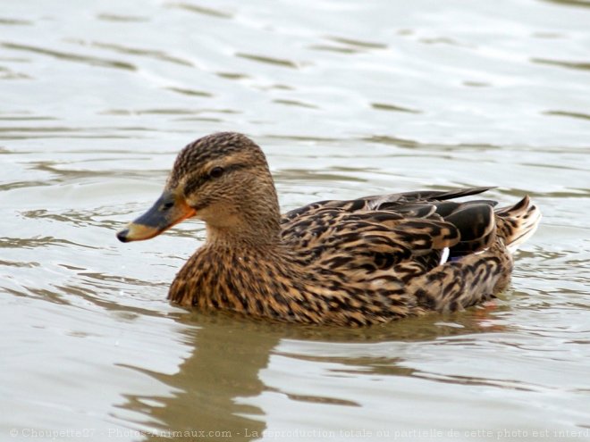 Photo de Canard