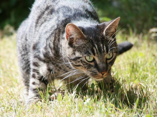 Photo de Chat domestique