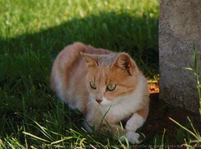 Photo de Chat domestique