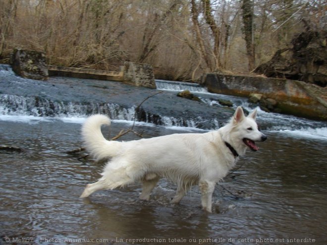 Photo de Berger blanc suisse