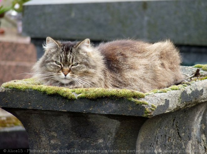 Photo de Chat domestique