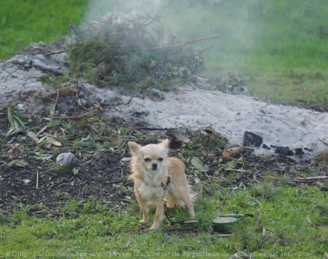 Photo de Chihuahua  poil long