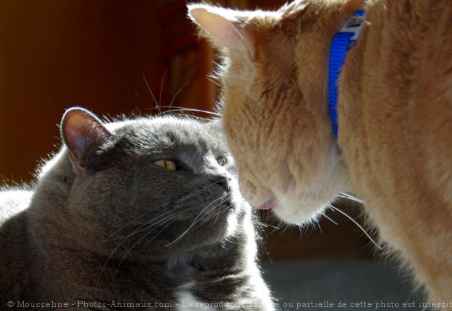 Photo de Chat domestique