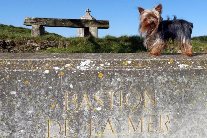 Photo de Yorkshire terrier