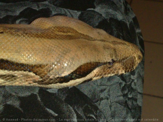 Photo de Boa constrictor