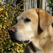 Photo de Labrador retriever