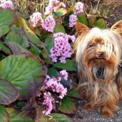 Photo de Yorkshire terrier