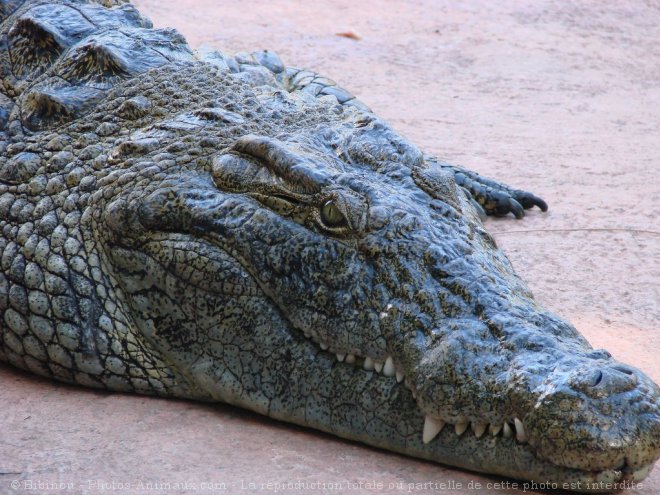 Photo de Crocodile