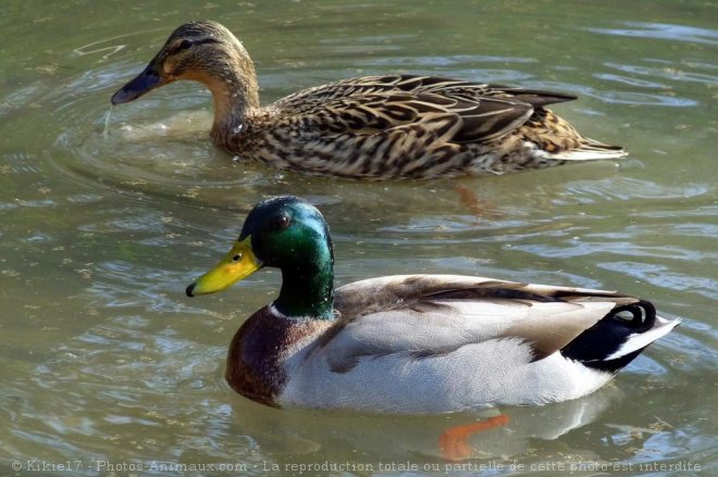 Photo de Canard