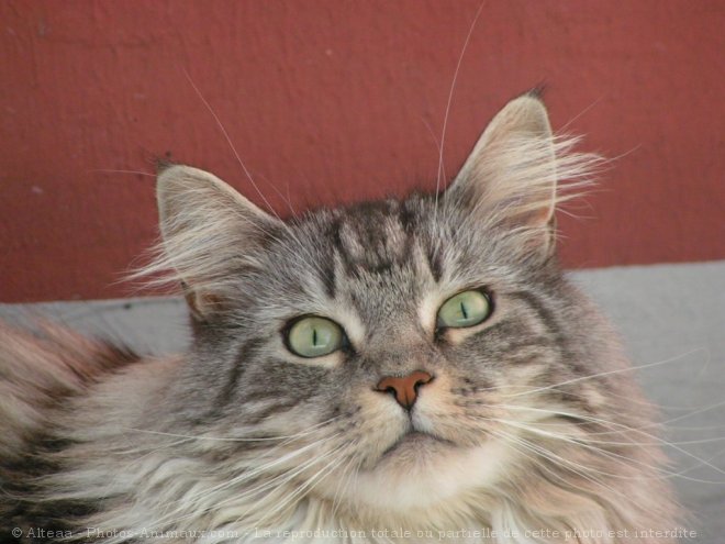 Photo de Maine coon