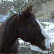 Photo de Quarter horse