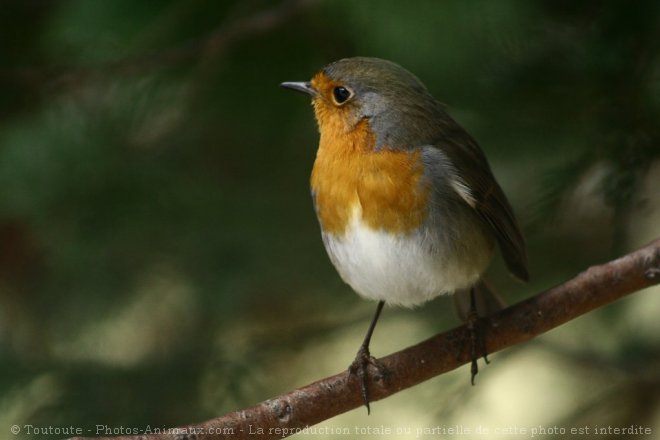 Photo de Rouge gorge