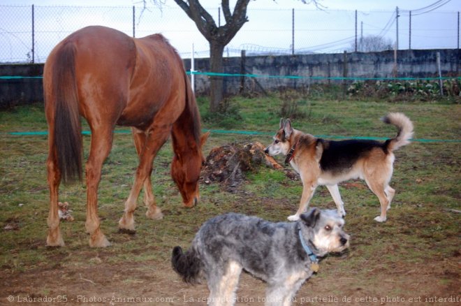 Photo de Races diffrentes