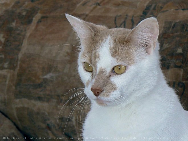 Photo de Chat domestique