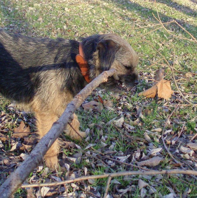 Photo de Border terrier