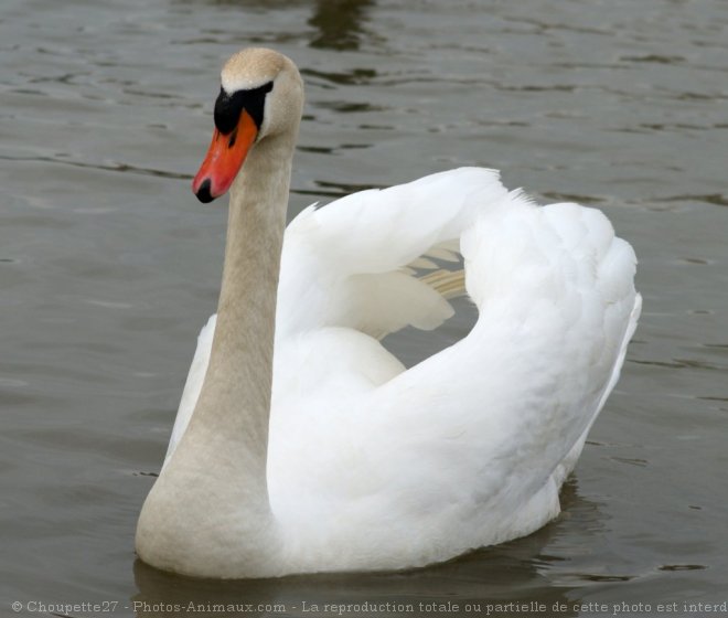 Photo de Cygne