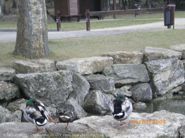 Photo de Canard