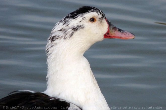 Photo de Canard