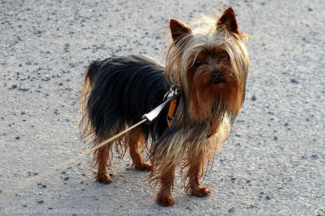 Photo de Yorkshire terrier