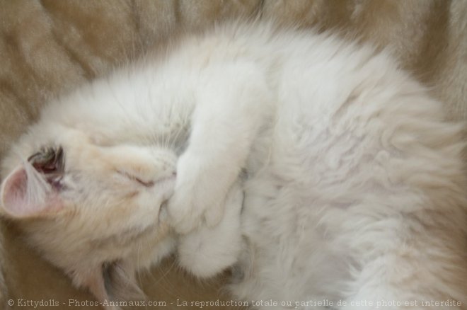 Photo de Ragdoll