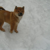 Photo de Shiba