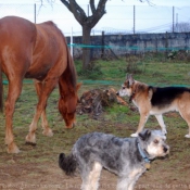 Photo de Races diffrentes