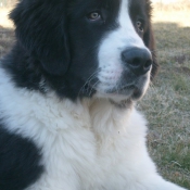 Photo de Landseer (type continental europen)