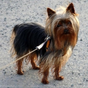 Photo de Yorkshire terrier