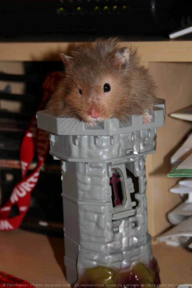 Photo de Hamster