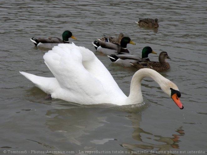 Photo de Cygne