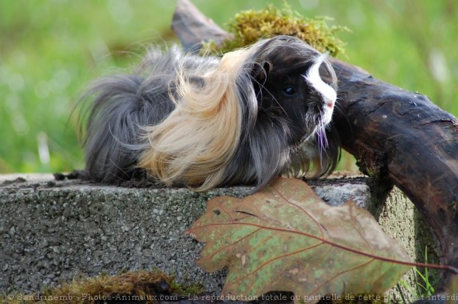 Photo de Cochon d'inde - pruvien