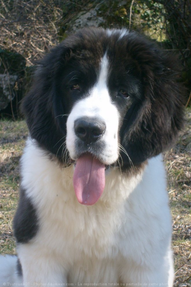 Photo de Landseer (type continental europen)