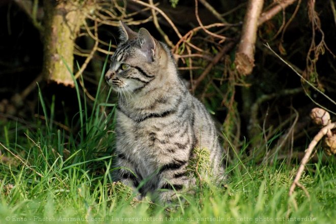 Photo de Chat domestique