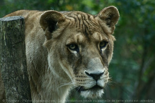 Photo de Lion