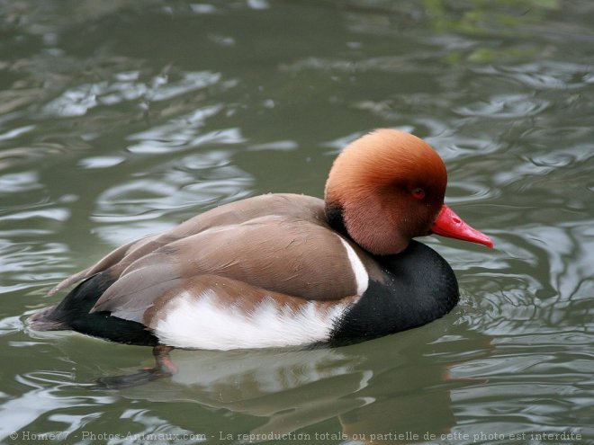 Photo de Canard nette rousse