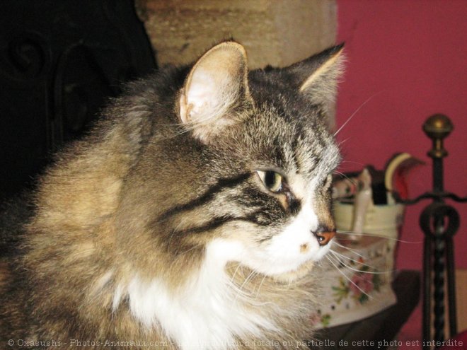 Photo de Maine coon