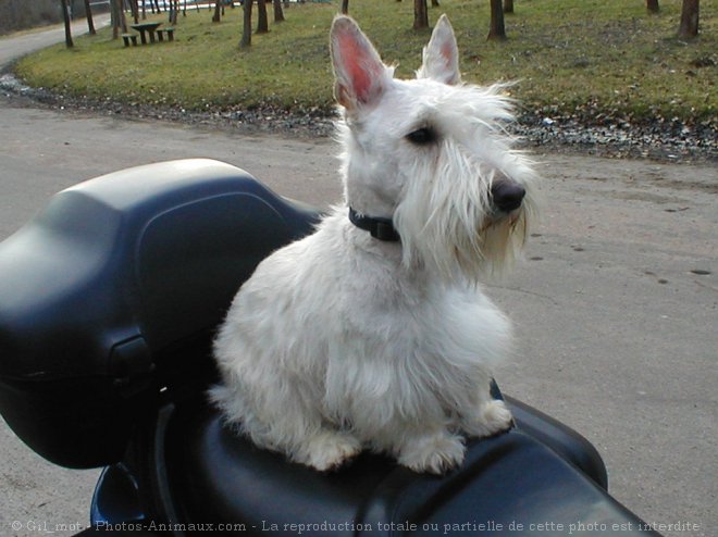 Photo de Scottish terrier