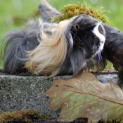 Photo de Cochon d'inde - pruvien