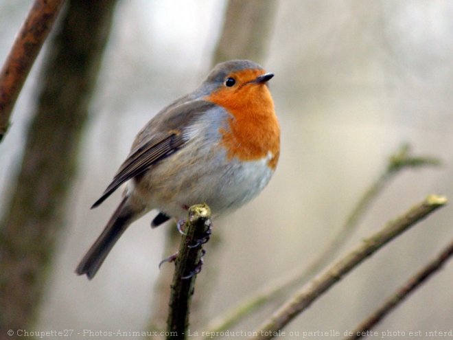 Photo de Rouge gorge