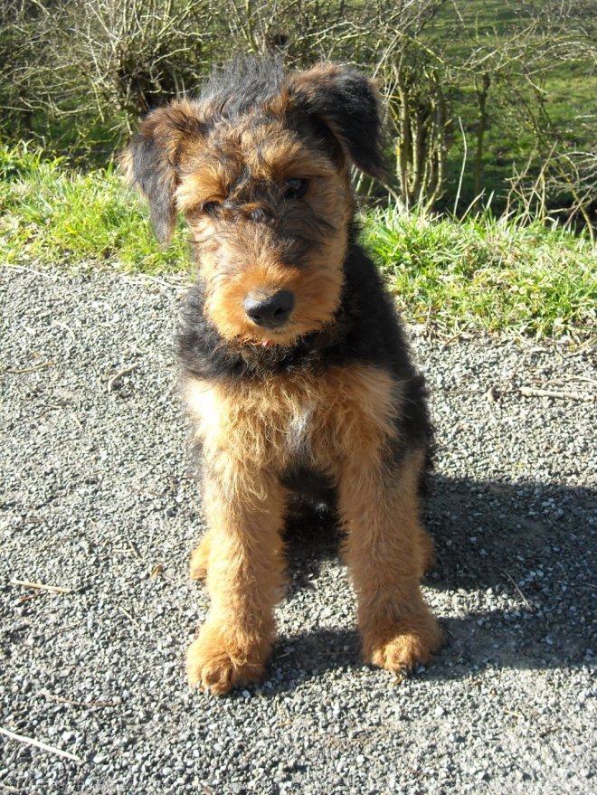 Photo d'Airedale terrier