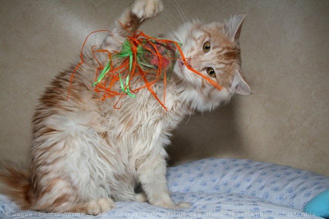 Photo de Maine coon