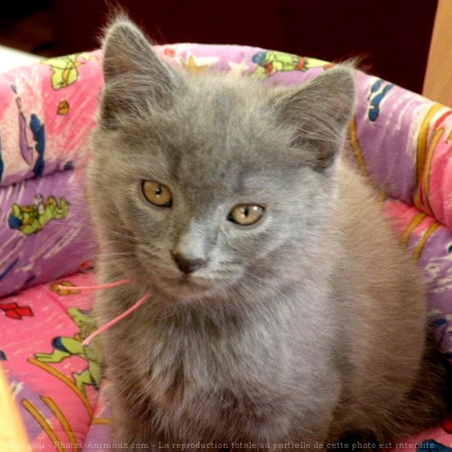 Photo de Chartreux