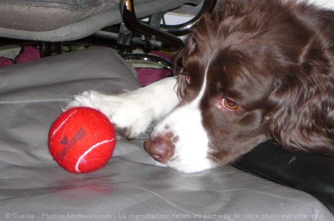 Photo d'English springer spaniel