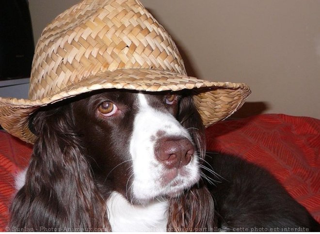 Photo d'English springer spaniel