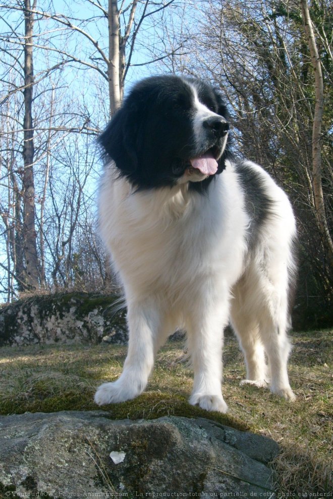 Photo de Landseer (type continental europen)