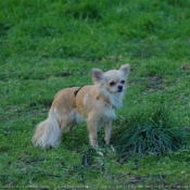 Photo de Chihuahua  poil long