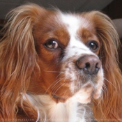 Photo de Cavalier king charles spaniel