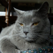 Photo de Chartreux